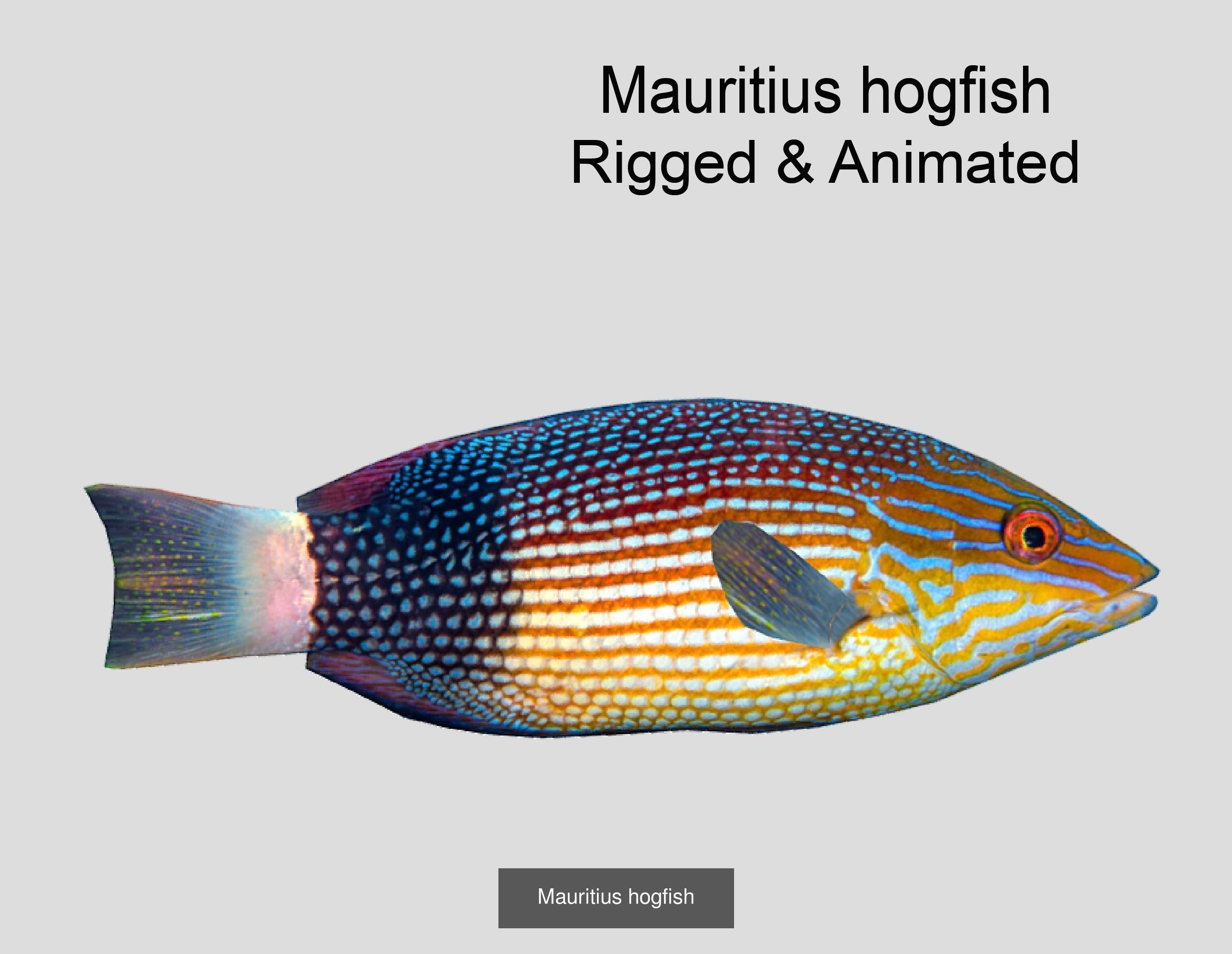 Coral Reef Fish Collection Animated _43