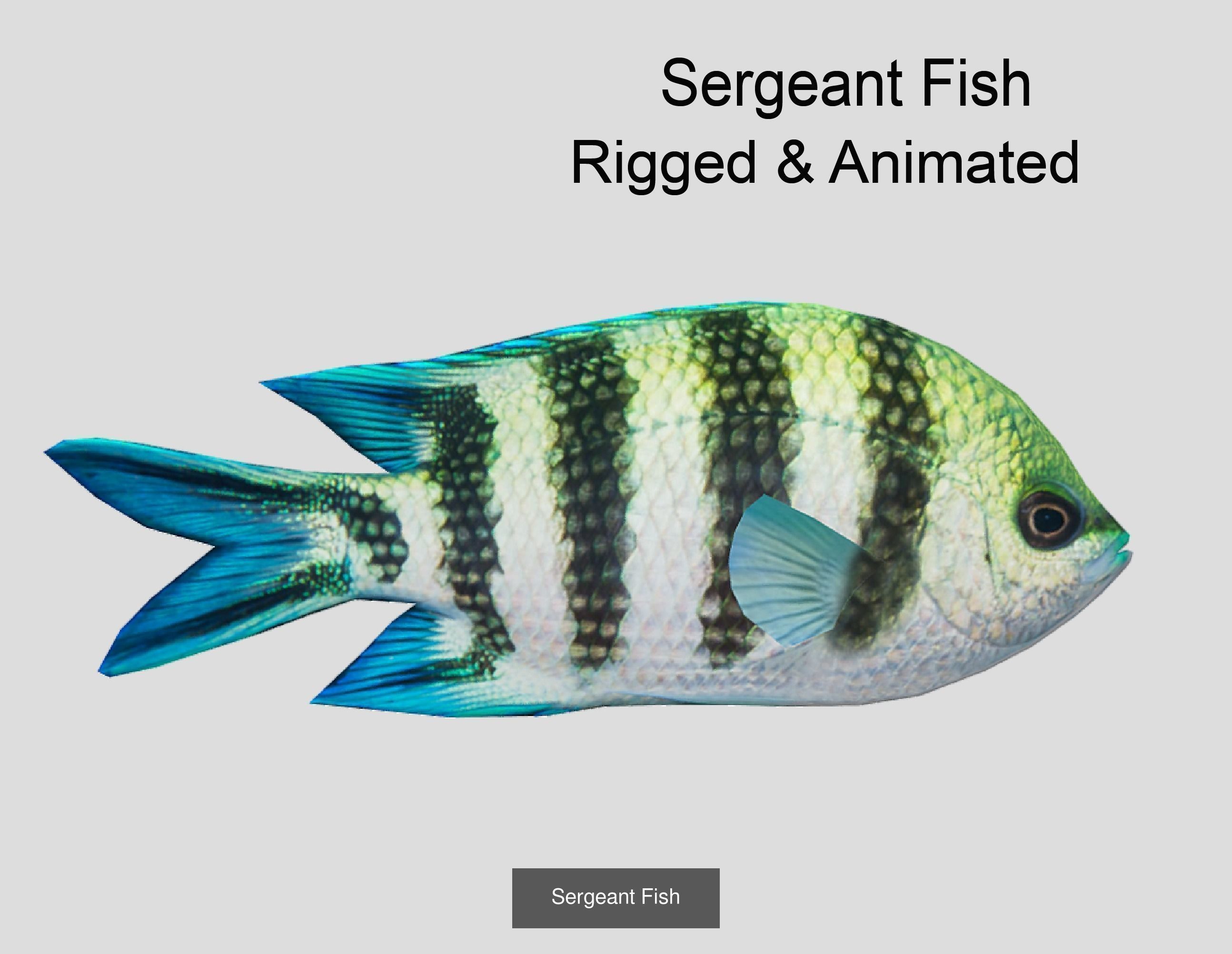 Coral Reef Fish Collection Animated _47