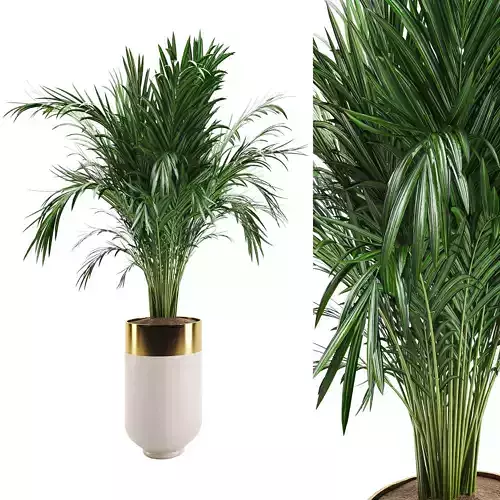 indoor luxury plant01 