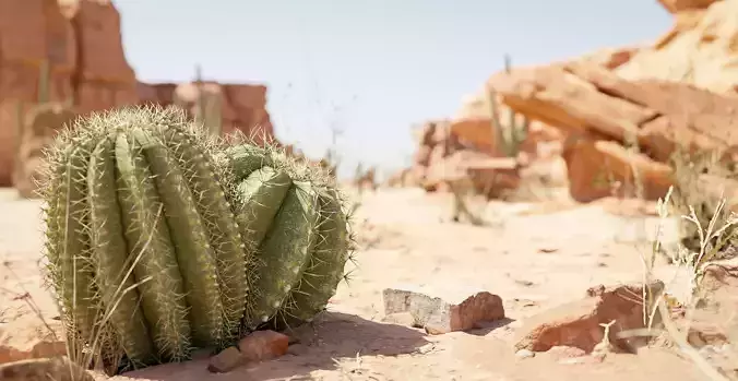 Desert Scene