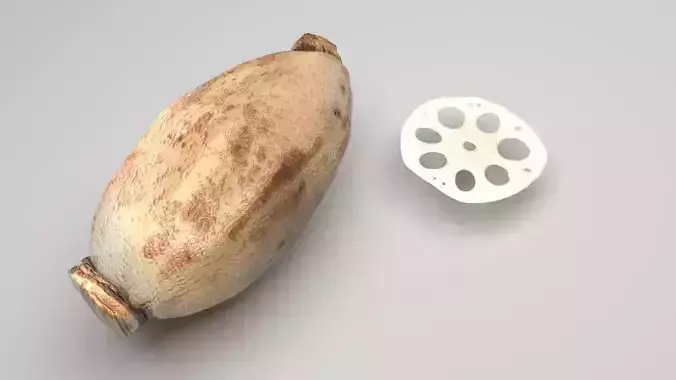 Lotus Root 3D model