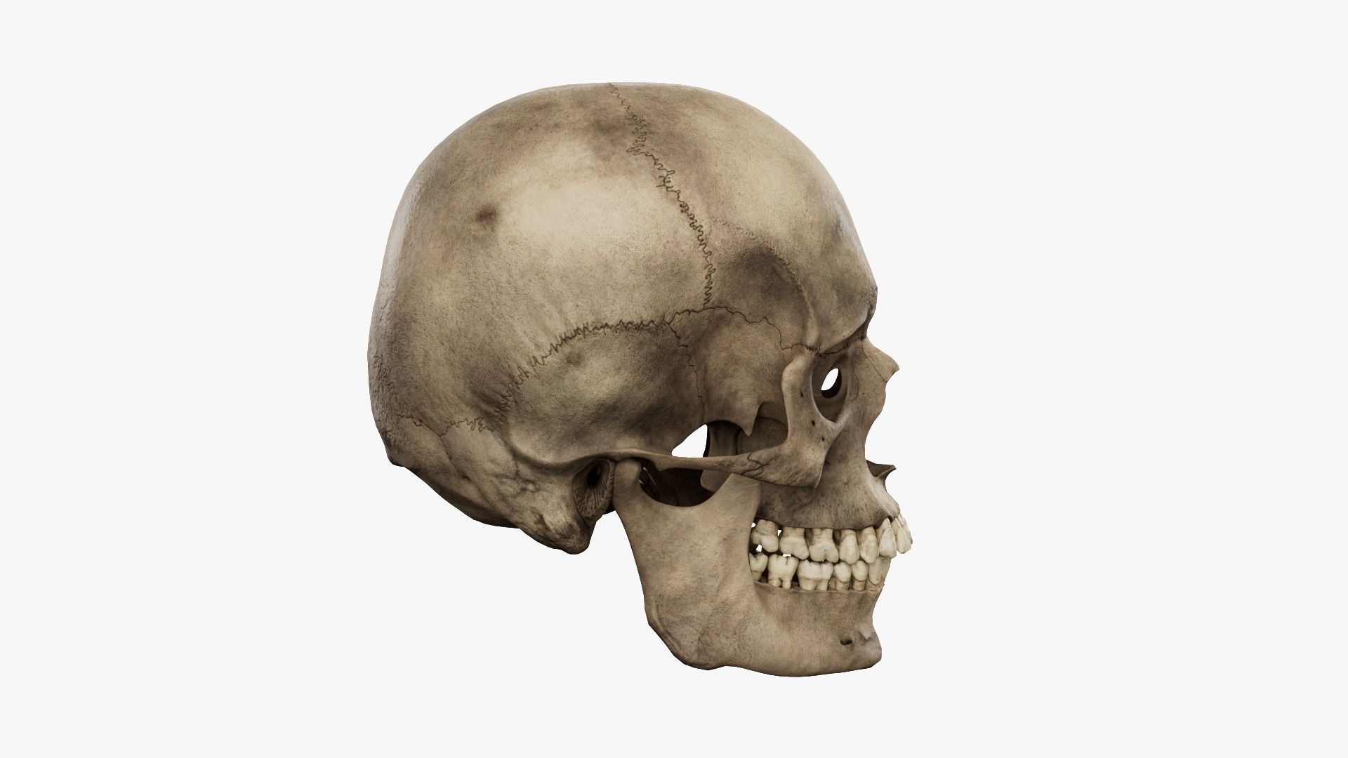 Realistic human skull 02 Low-poly 3D model_2