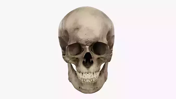 Realistic human skull 02