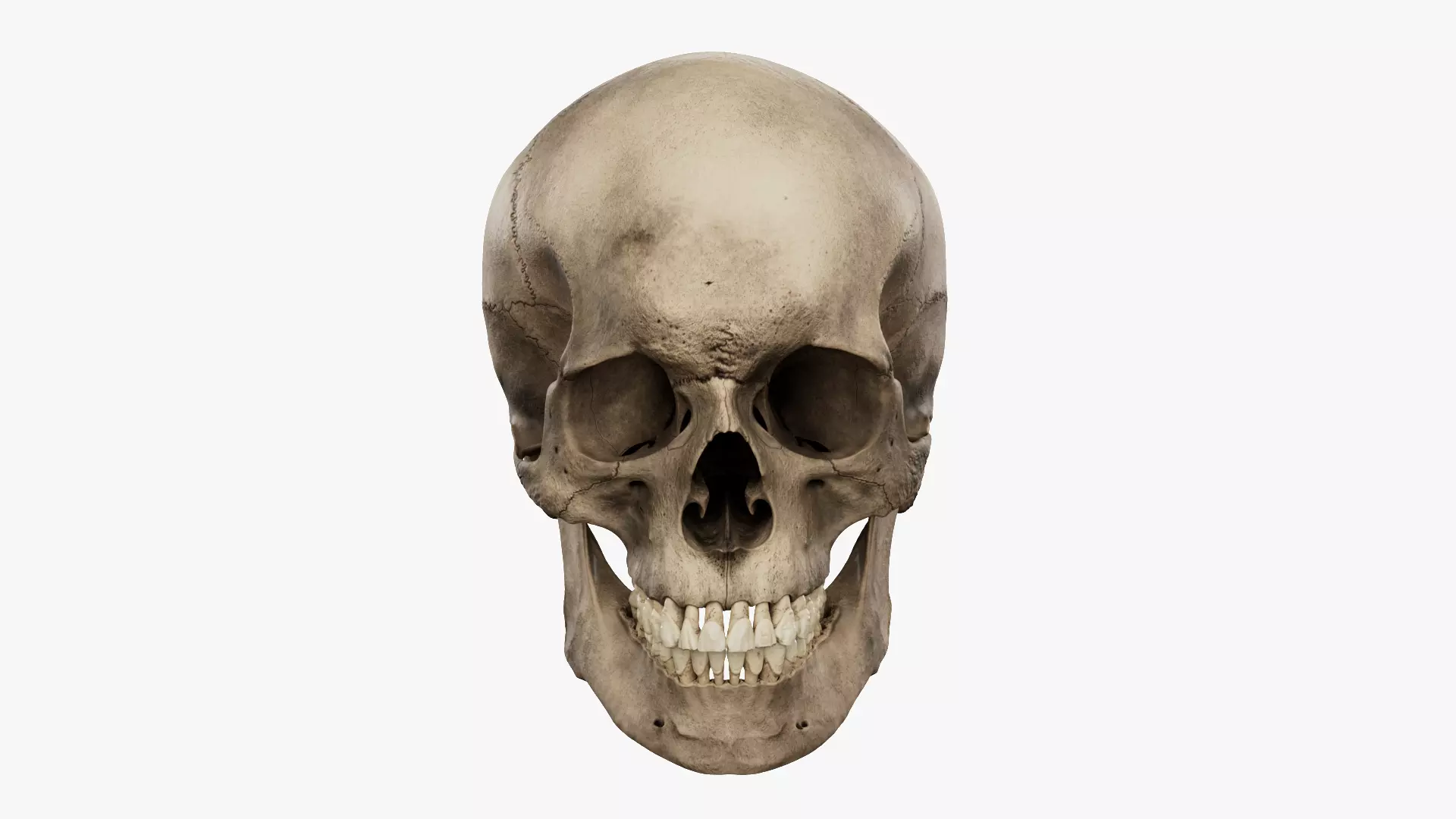 Realistic human skull 02 Low-poly 3D model_0