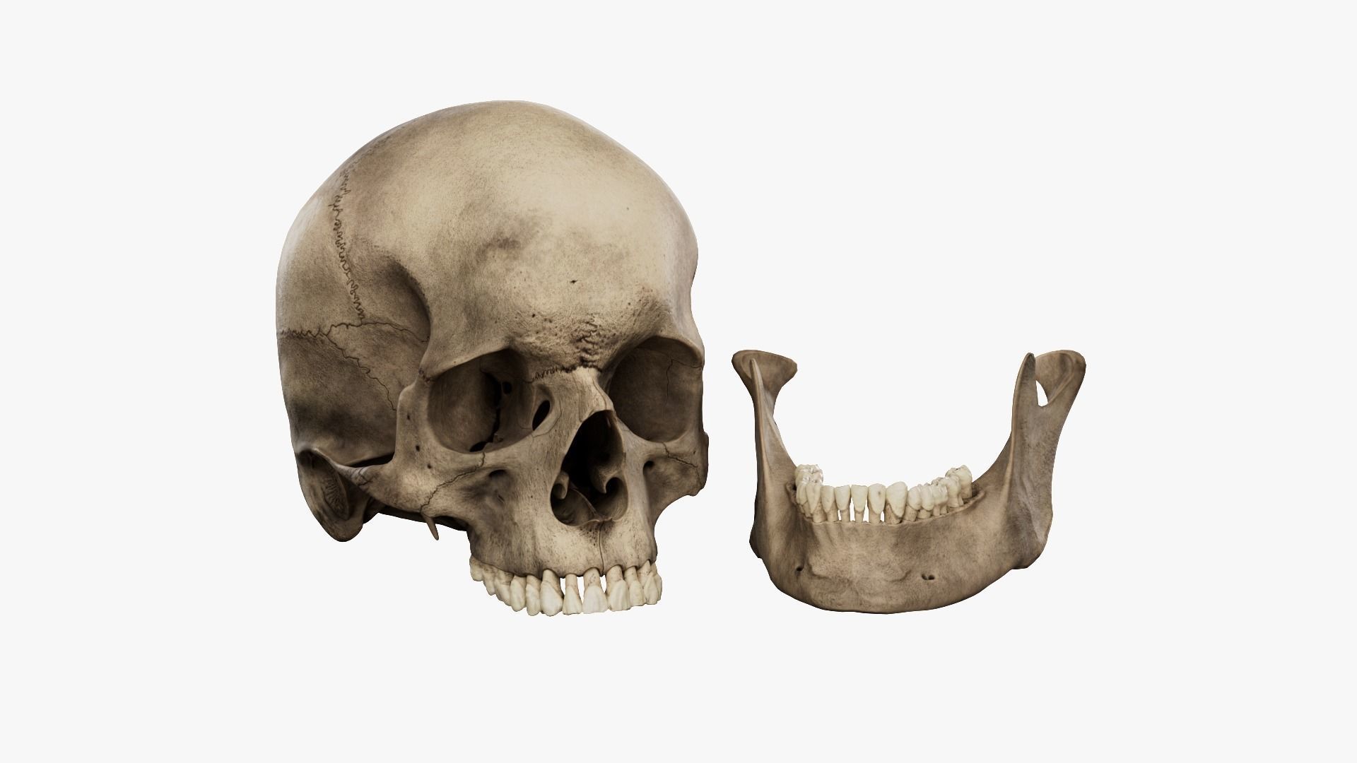 Realistic human skull 02 Low-poly 3D model_5