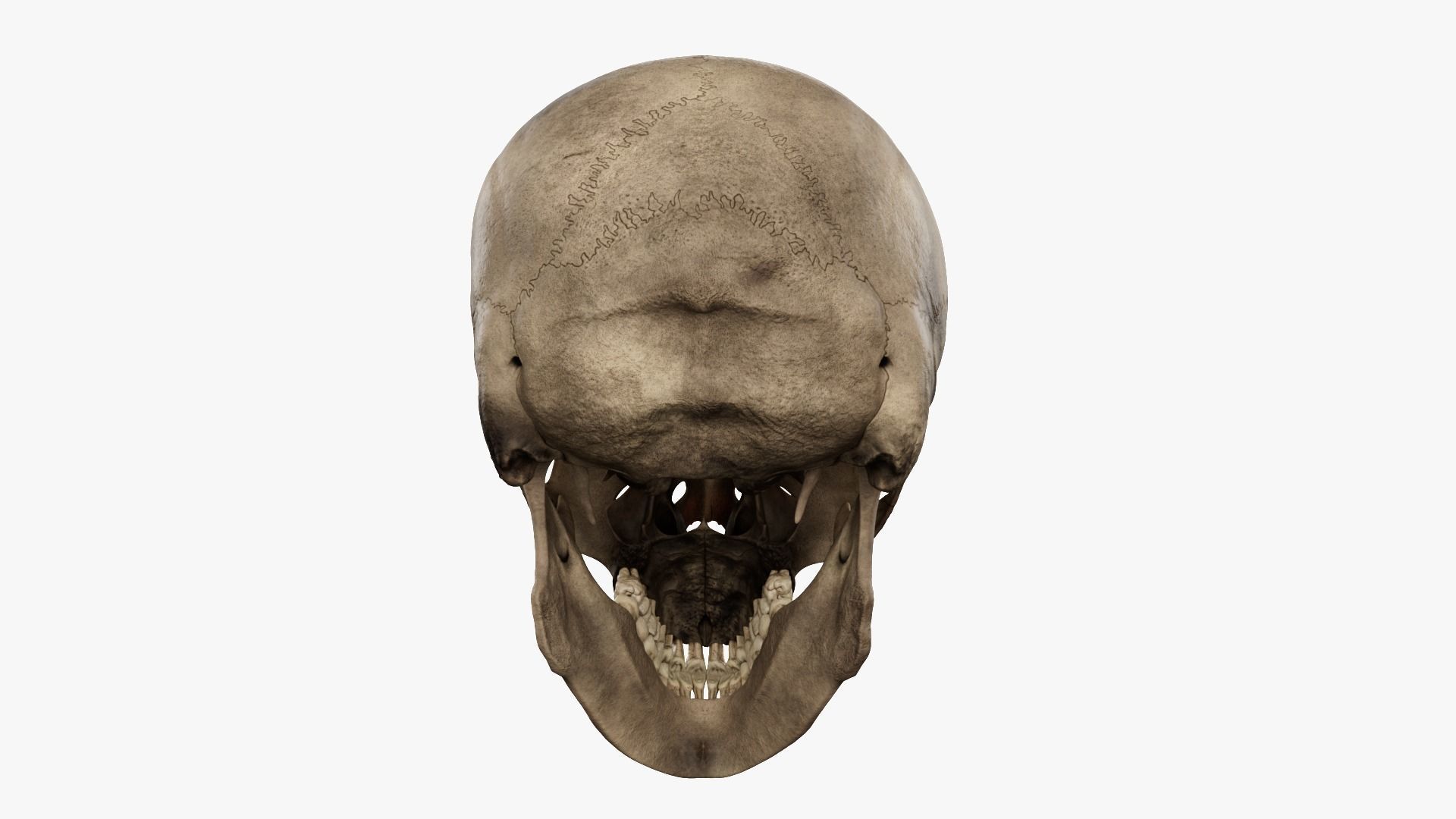 Realistic human skull 02 Low-poly 3D model_3
