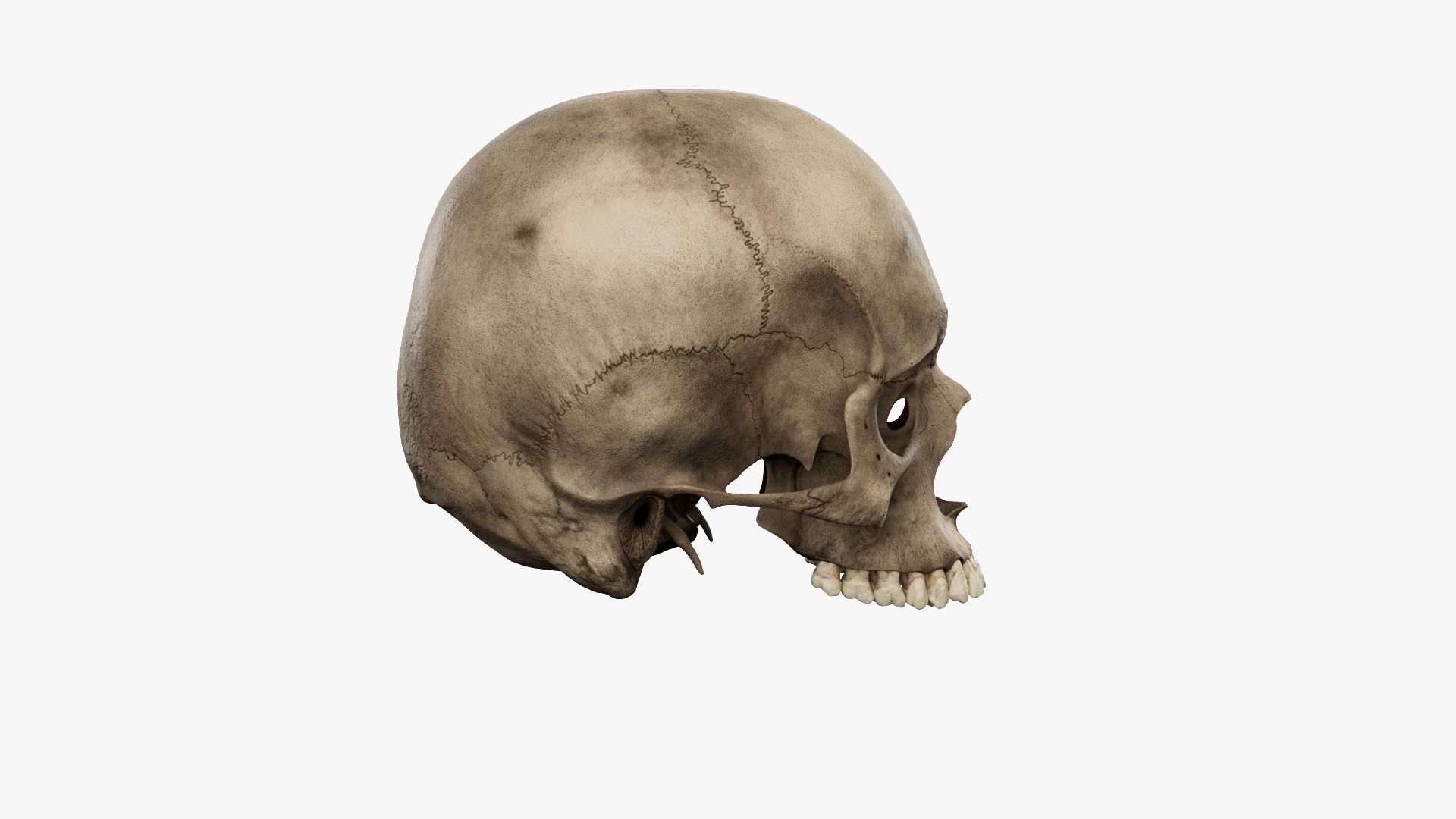 Realistic human skull 02 Low-poly 3D model_4