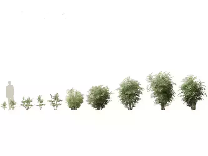 Chamaedorea seifrizii - Bamboo palm 