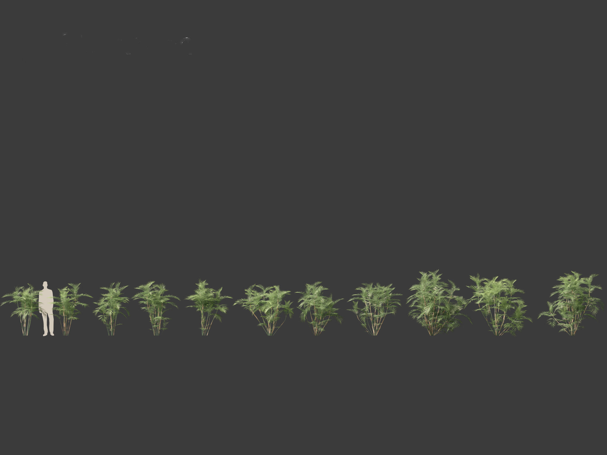 Chamaedorea seifrizii - Bamboo palm 02 3D model_1