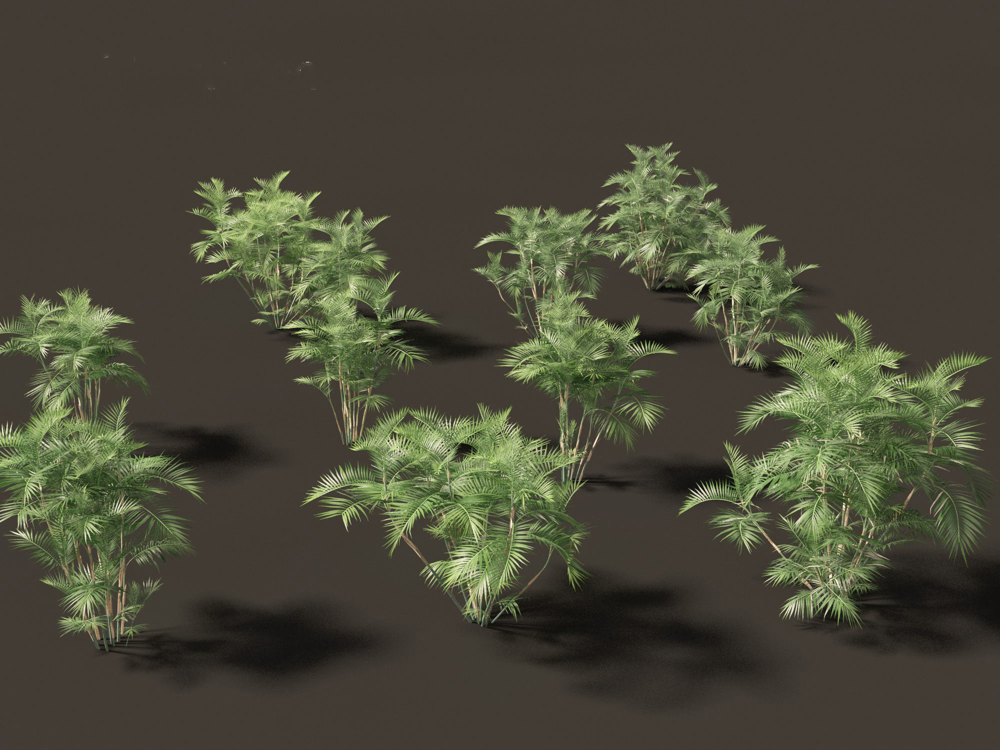 Chamaedorea seifrizii - Bamboo palm 02 3D model_8