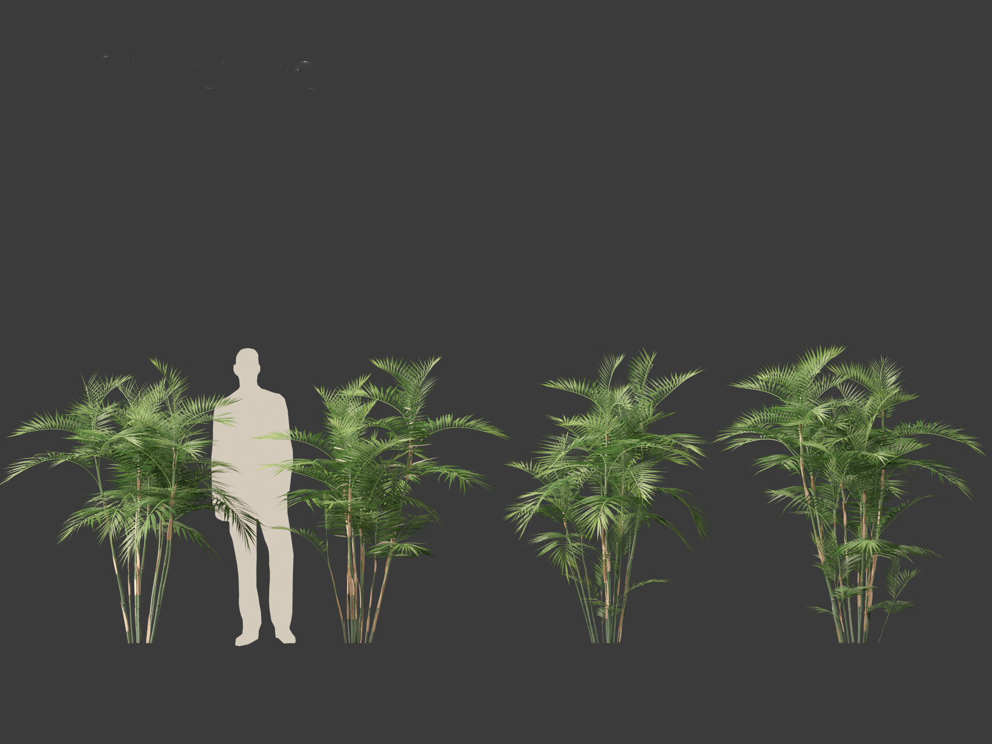 Chamaedorea seifrizii - Bamboo palm 02 3D model_3