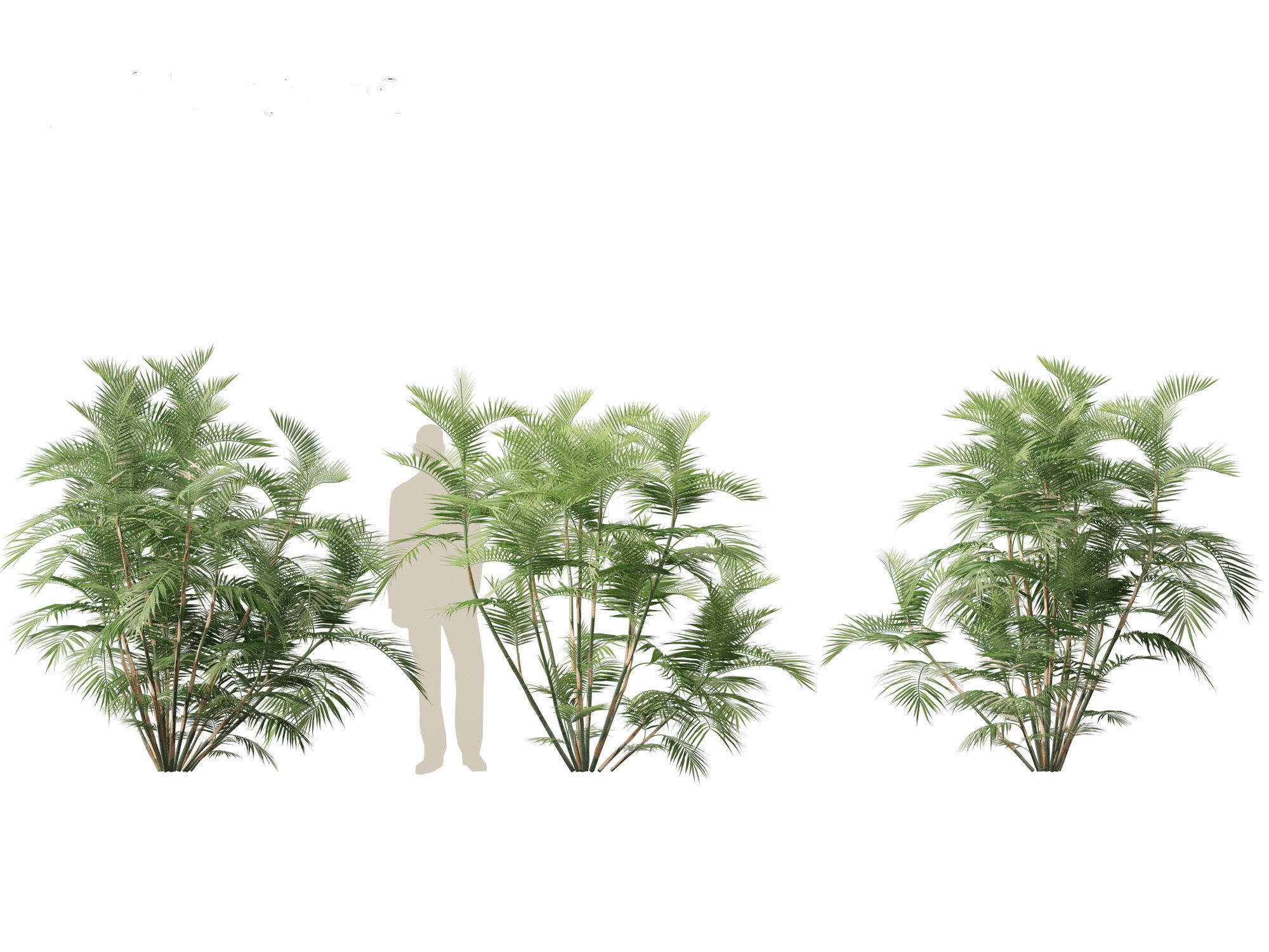 Chamaedorea seifrizii - Bamboo palm 02 3D model_6