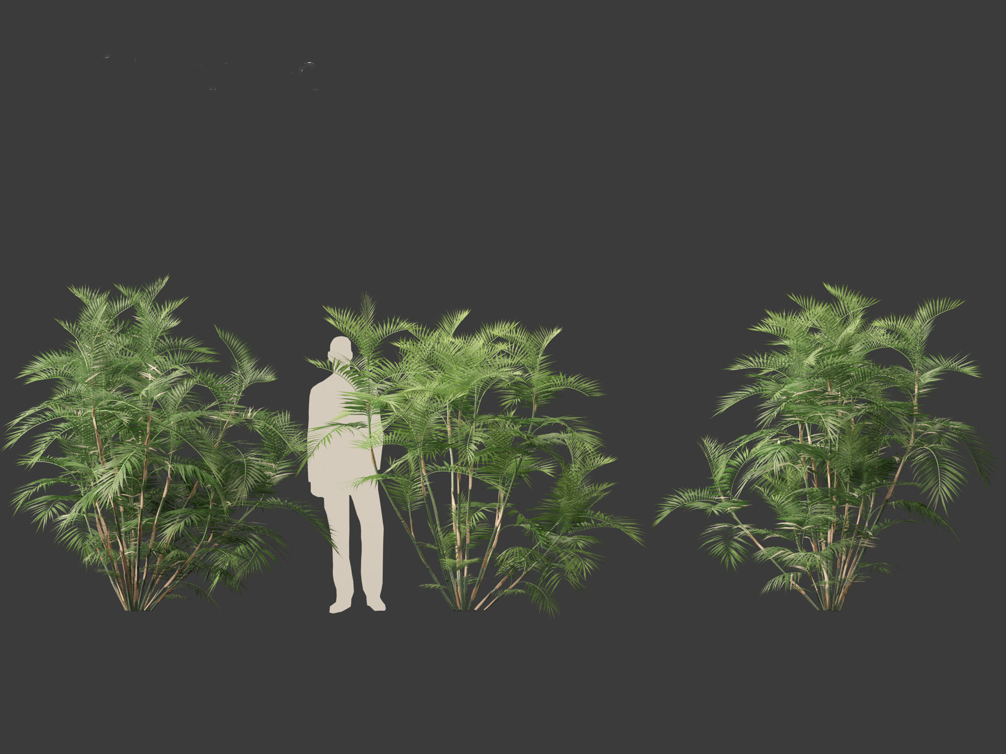 Chamaedorea seifrizii - Bamboo palm 02 3D model_7