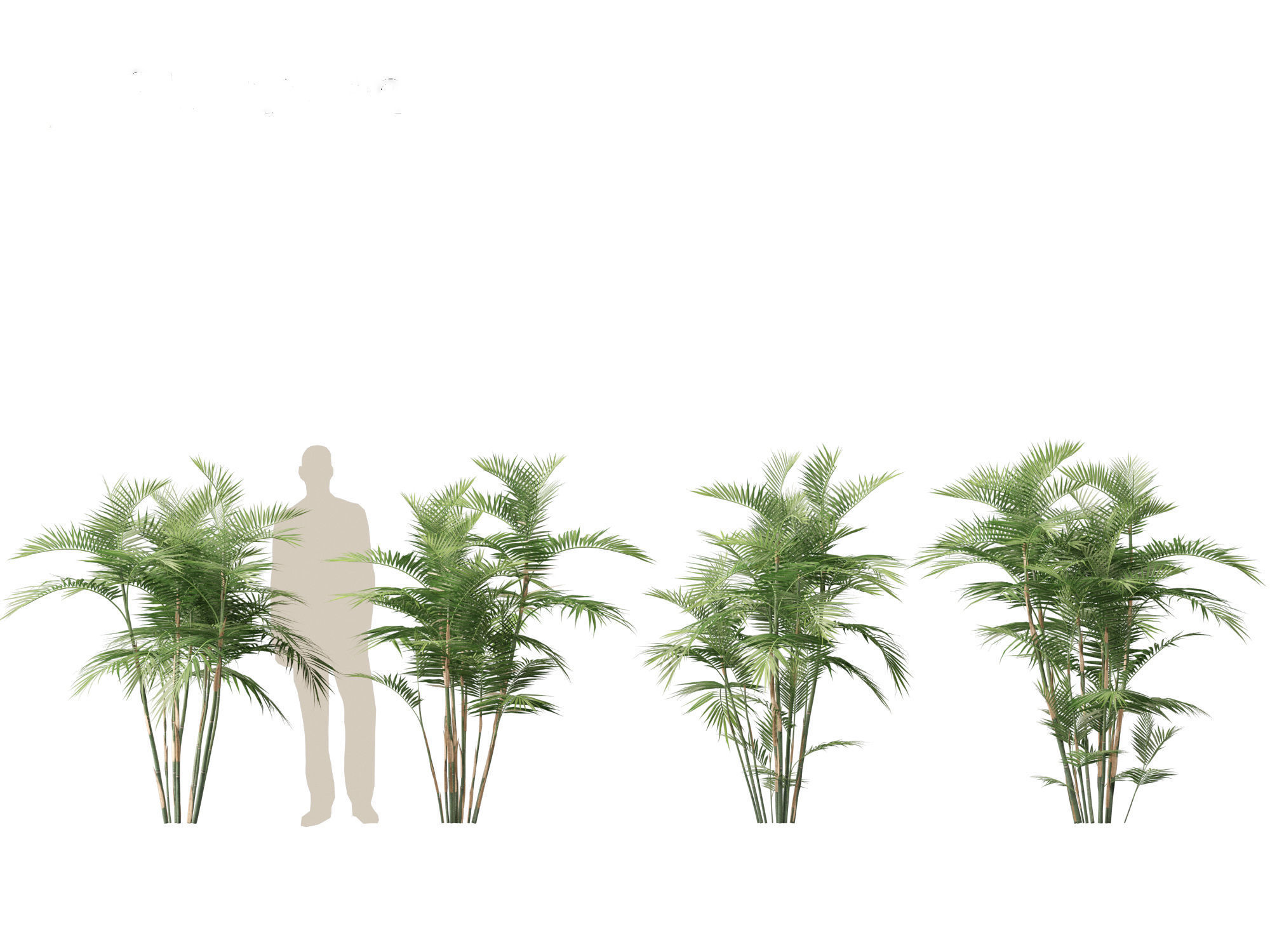 Chamaedorea seifrizii - Bamboo palm 02 3D model_2