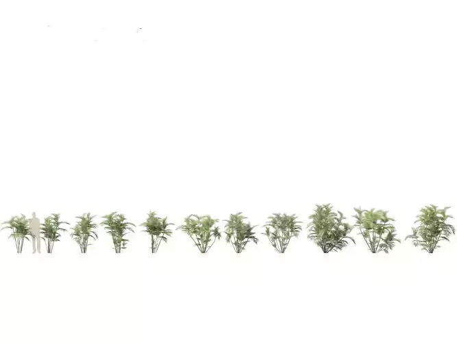 Chamaedorea seifrizii - Bamboo palm 02