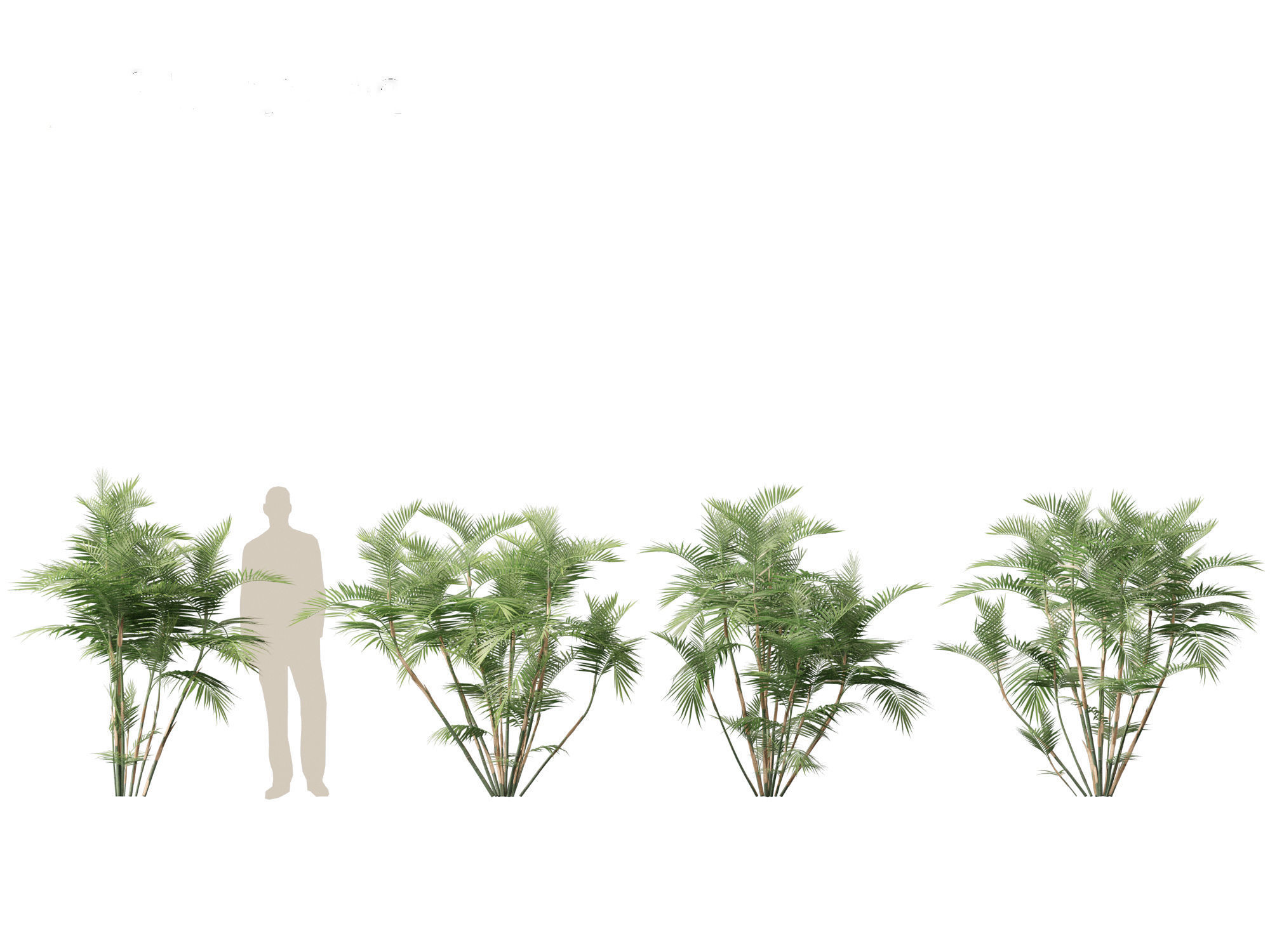 Chamaedorea seifrizii - Bamboo palm 02 3D model_4