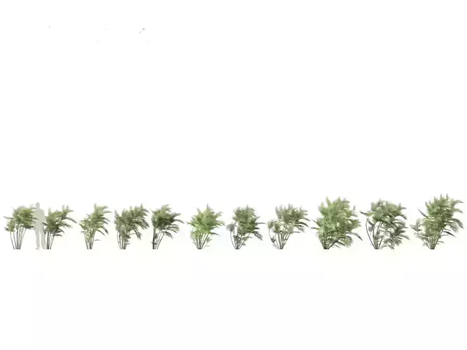 Chamaedorea seifrizii - Bamboo palm 03