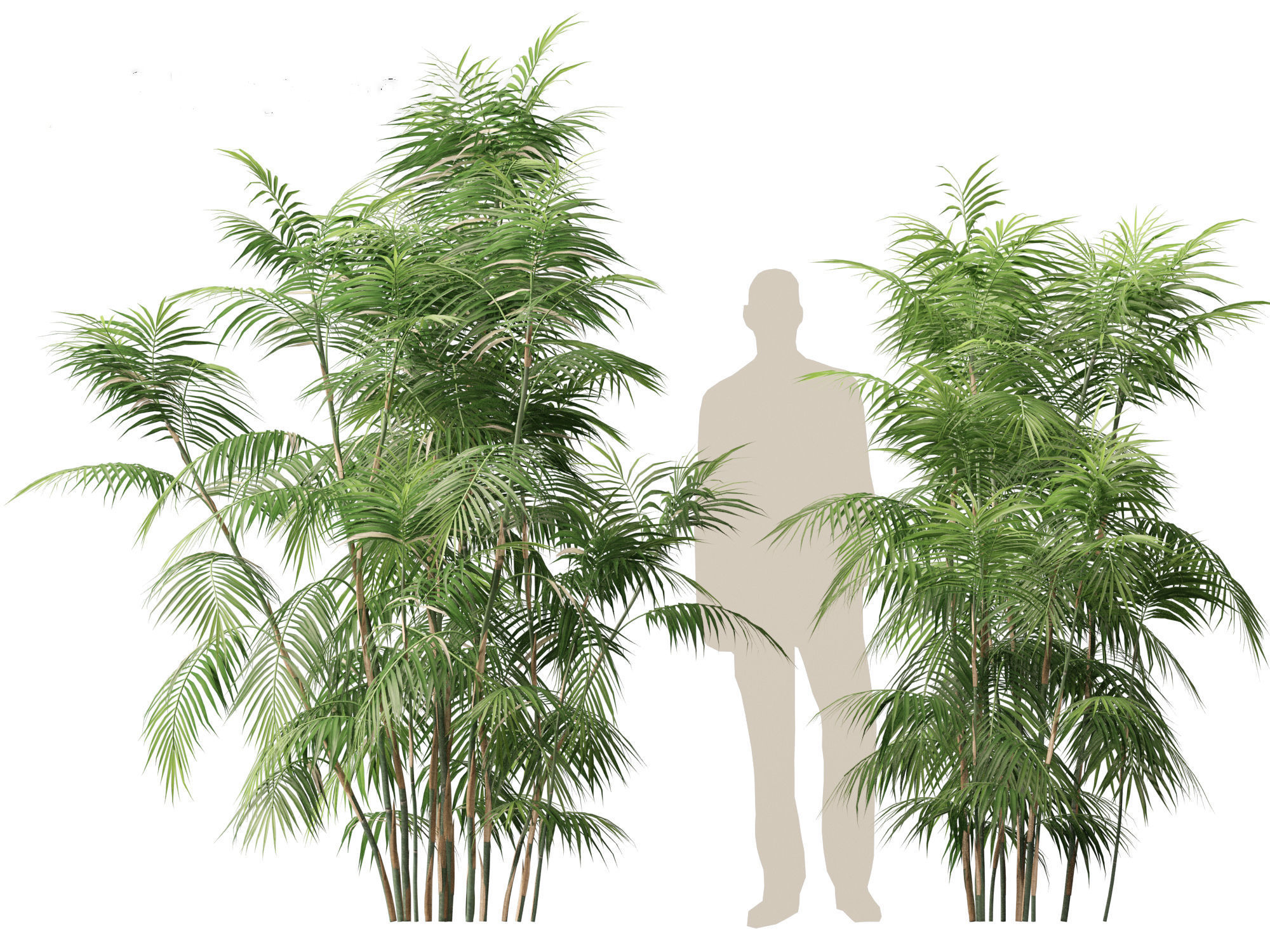 Chamaedorea seifrizii - Bamboo palm 04 3D model_6