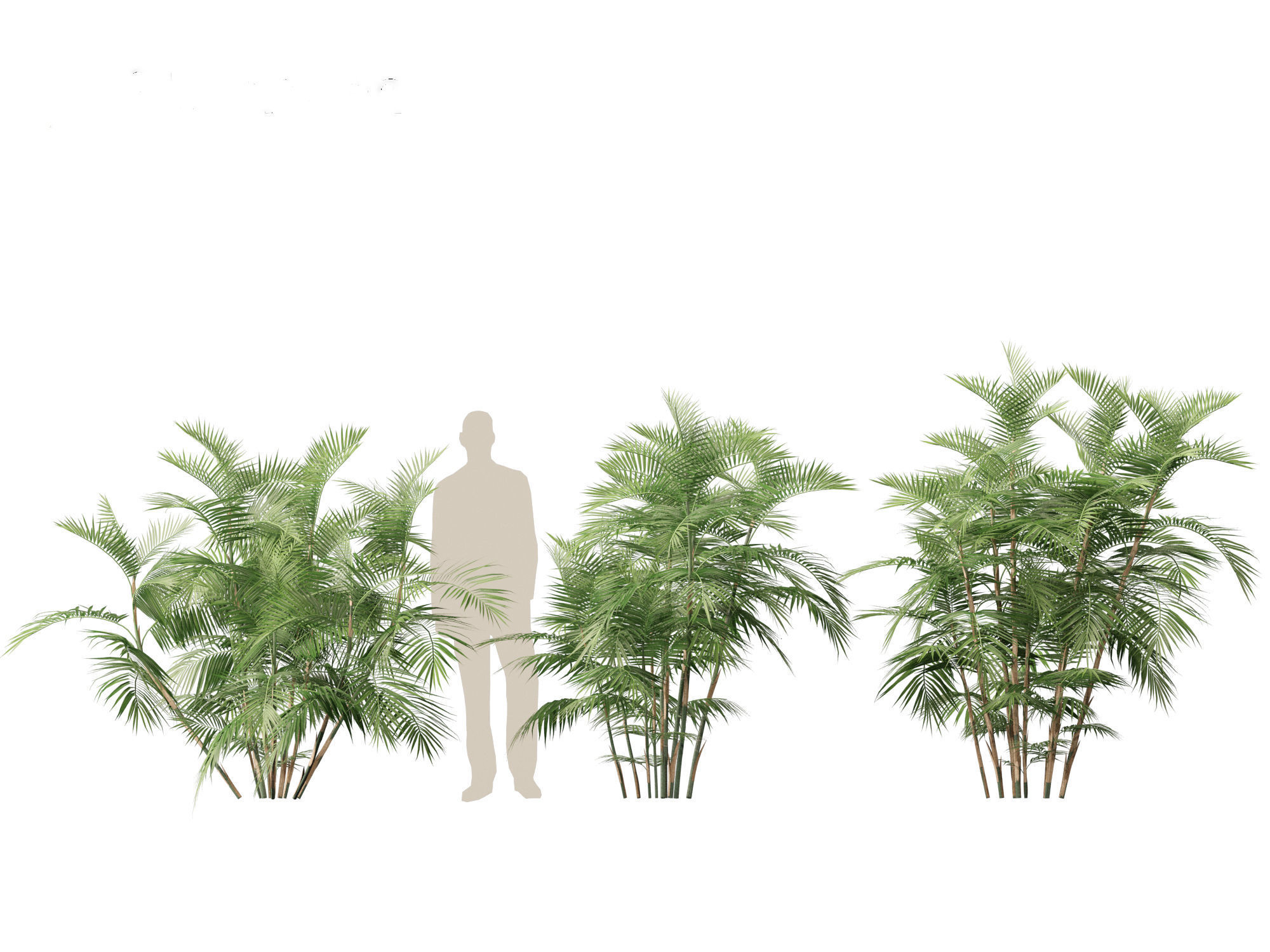 Chamaedorea seifrizii - Bamboo palm 04 3D model_2
