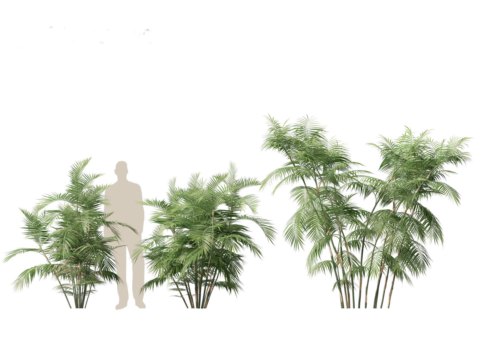Chamaedorea seifrizii - Bamboo palm 04 3D model_4