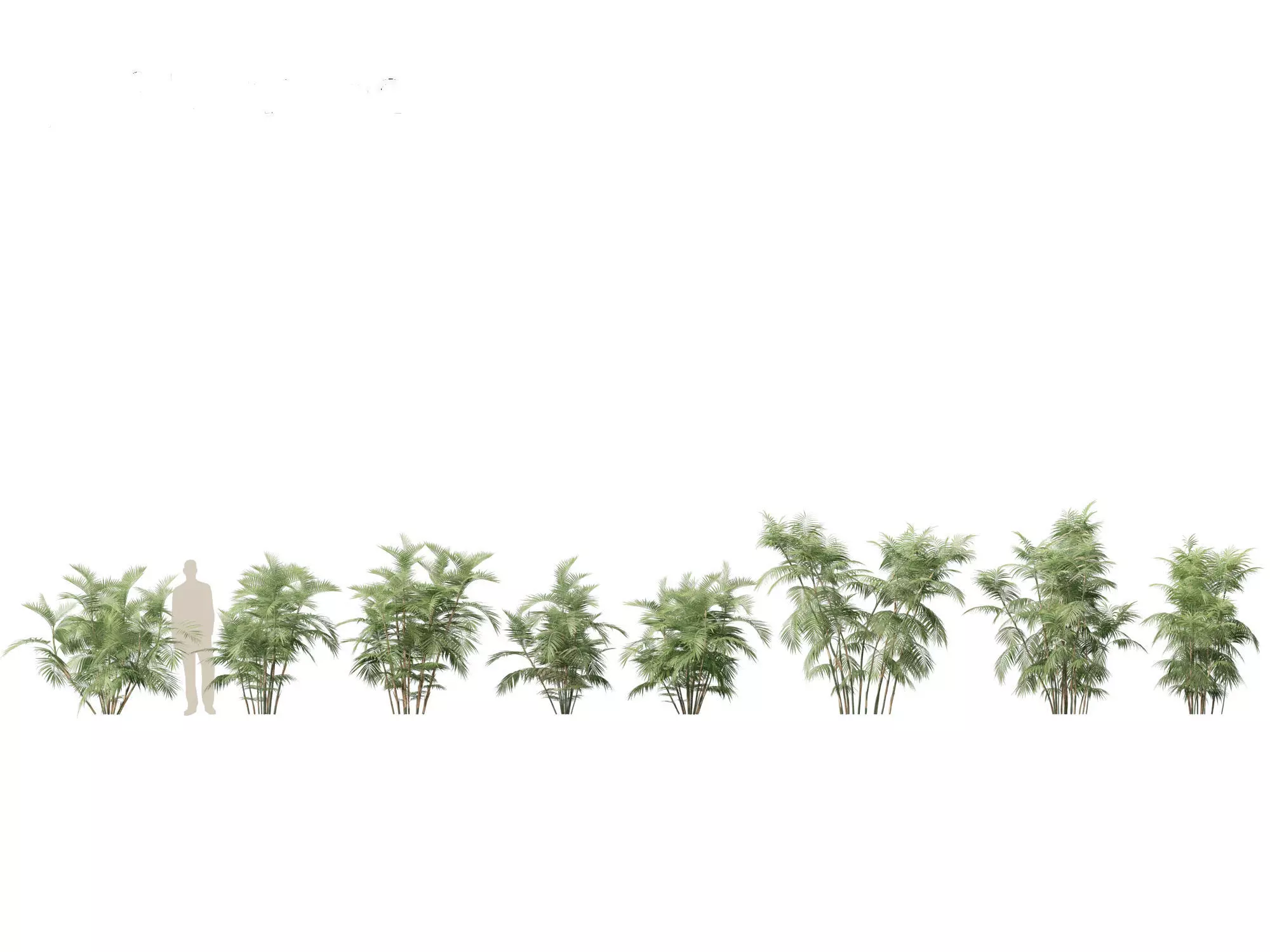 Chamaedorea seifrizii - Bamboo palm 04 3D model_0