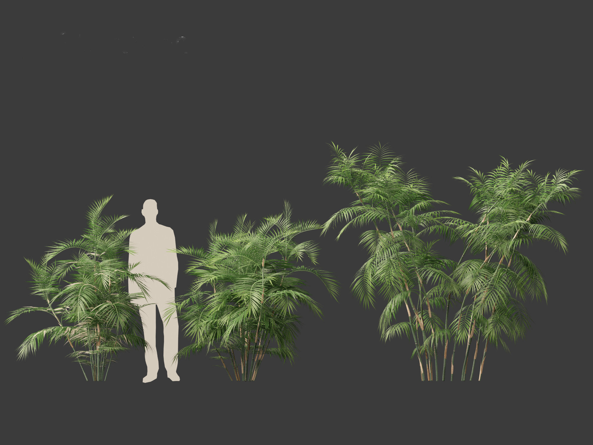 Chamaedorea seifrizii - Bamboo palm 04 3D model_5