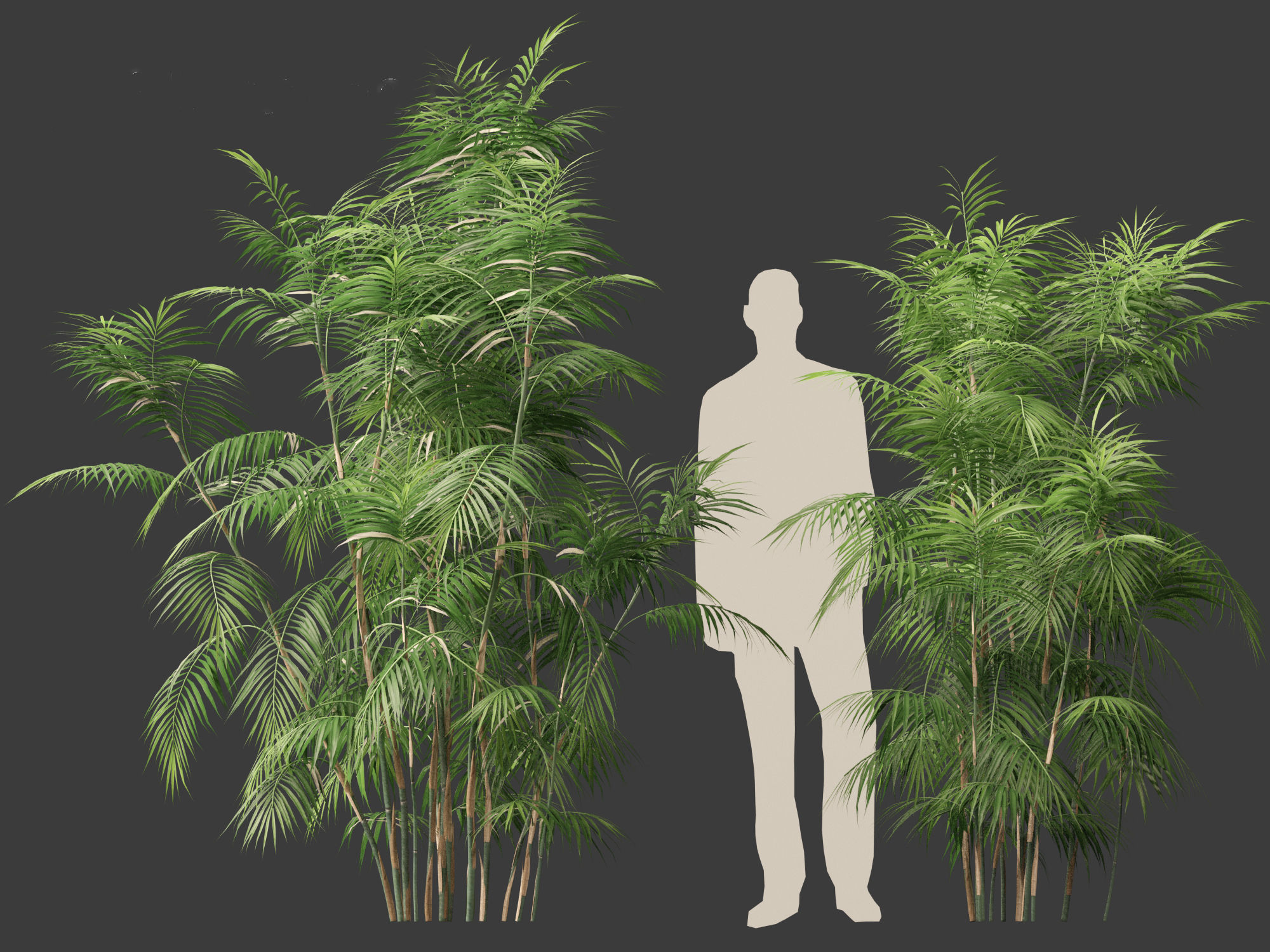 Chamaedorea seifrizii - Bamboo palm 04 3D model_7