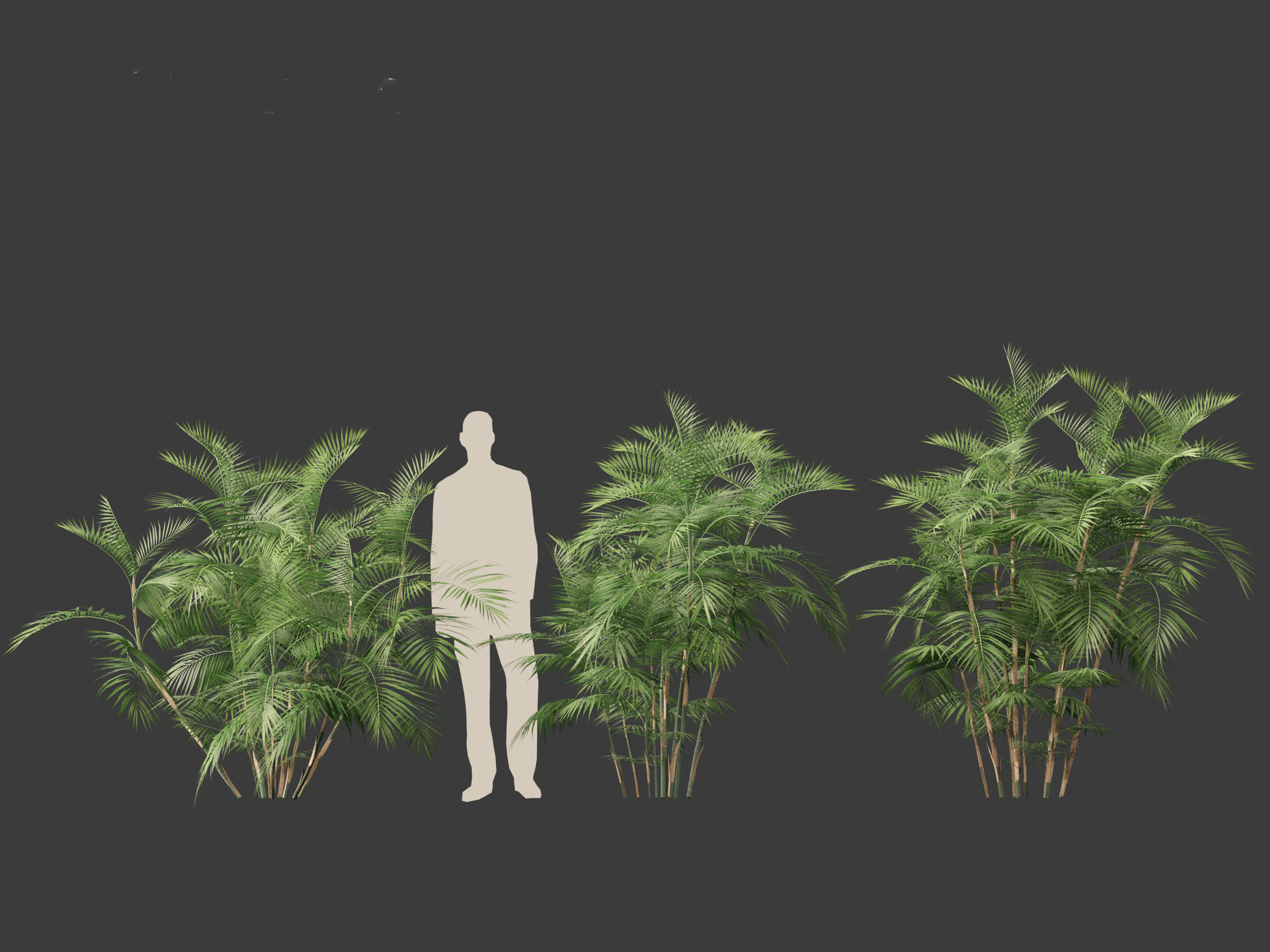 Chamaedorea seifrizii - Bamboo palm 04 3D model_3