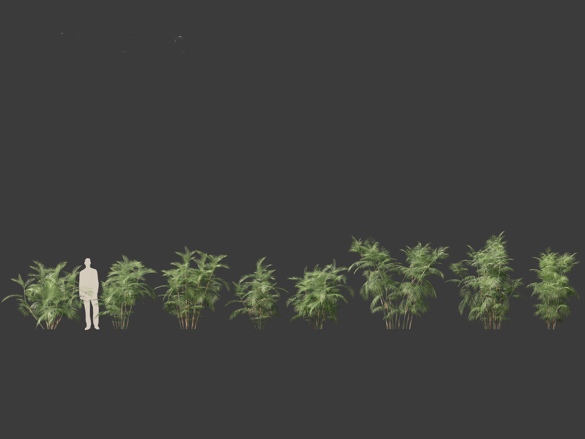 Chamaedorea seifrizii - Bamboo palm 04 3D model_1