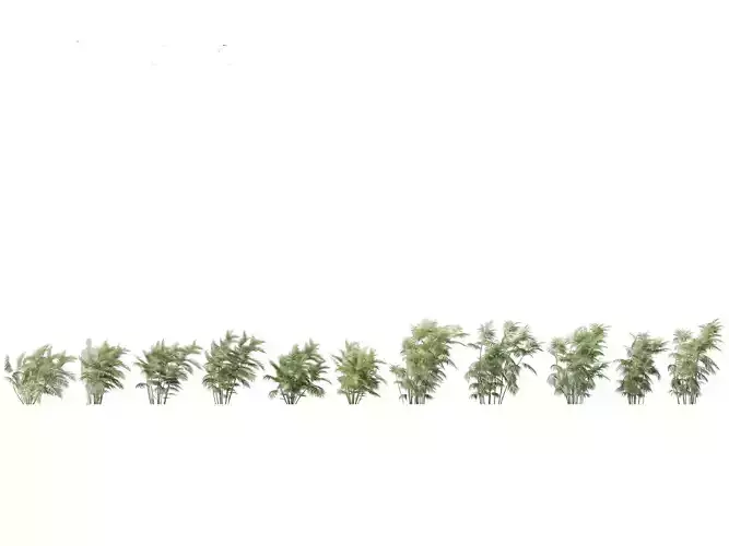 Chamaedorea seifrizii - Bamboo palm 05