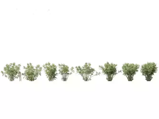 Chamaedorea seifrizii - Bamboo palm 06