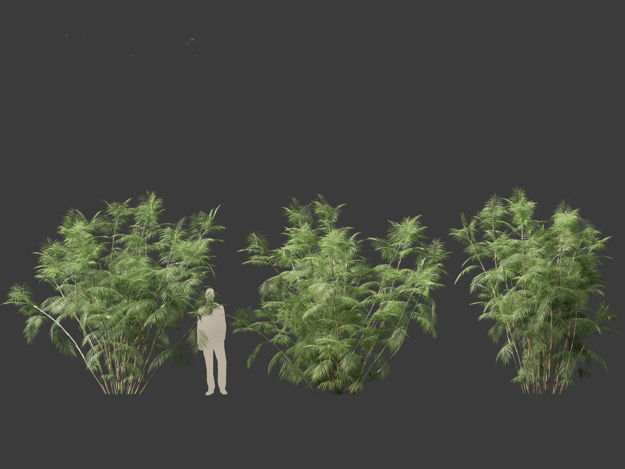 Chamaedorea seifrizii - Bamboo palm 07 3D model_3