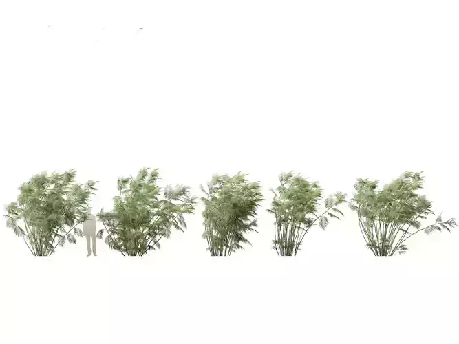 Chamaedorea seifrizii - Bamboo palm 07