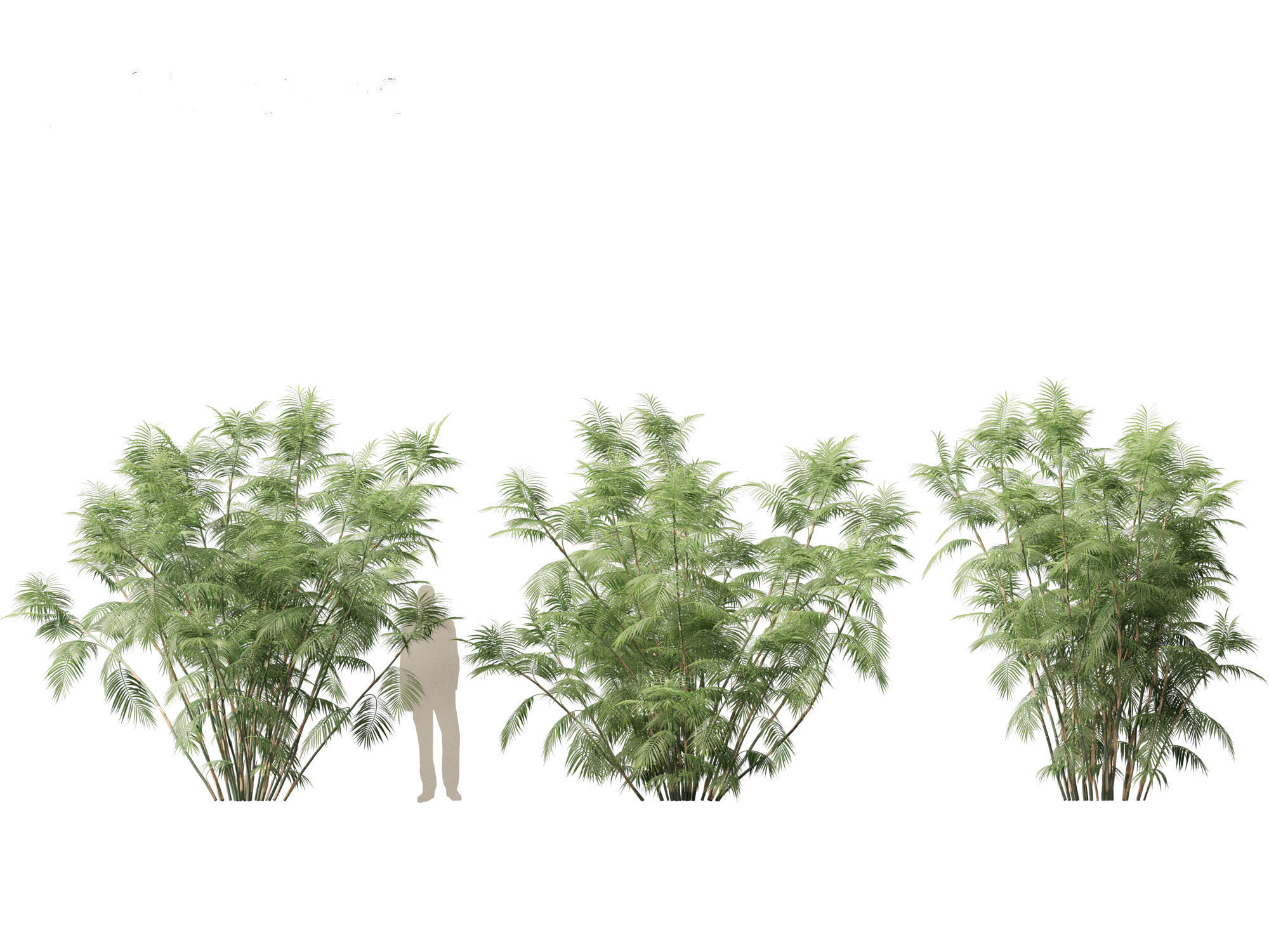 Chamaedorea seifrizii - Bamboo palm 07 3D model_2