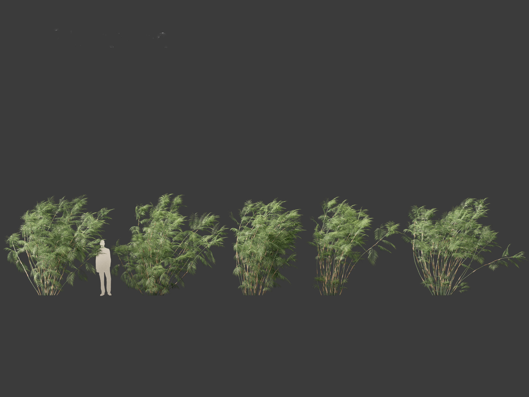 Chamaedorea seifrizii - Bamboo palm 07 3D model_1