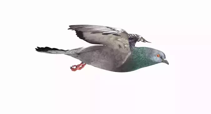 Pigeon Low-poly 3D model
