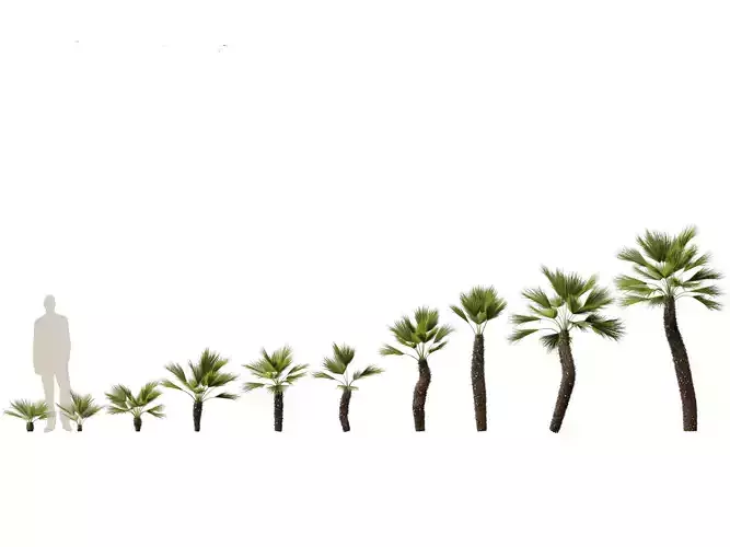 Chamaerops humilis - Mediterranean fan palm 02