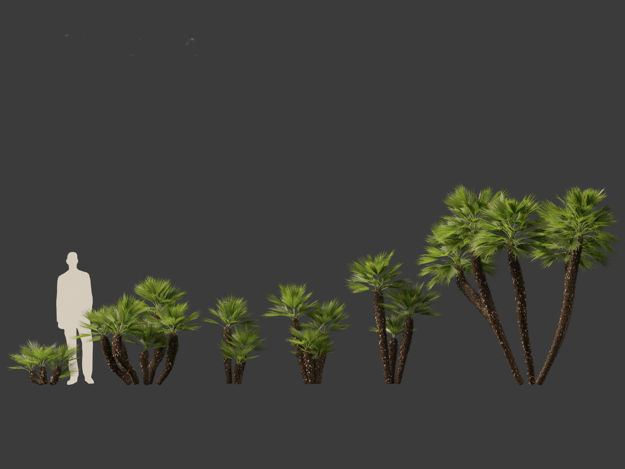 Chamaerops humilis - Mediterranean fan palm 03 3D model_1