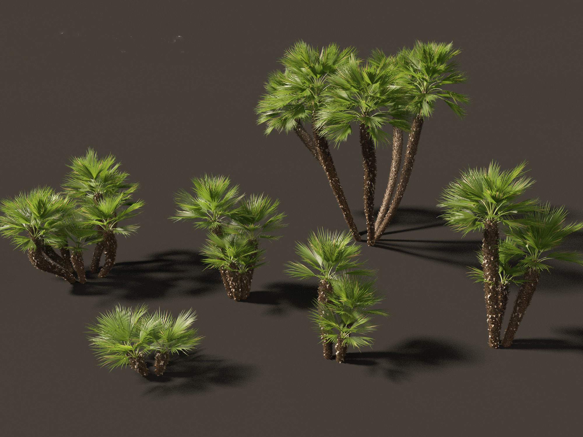 Chamaerops humilis - Mediterranean fan palm 03 3D model_6