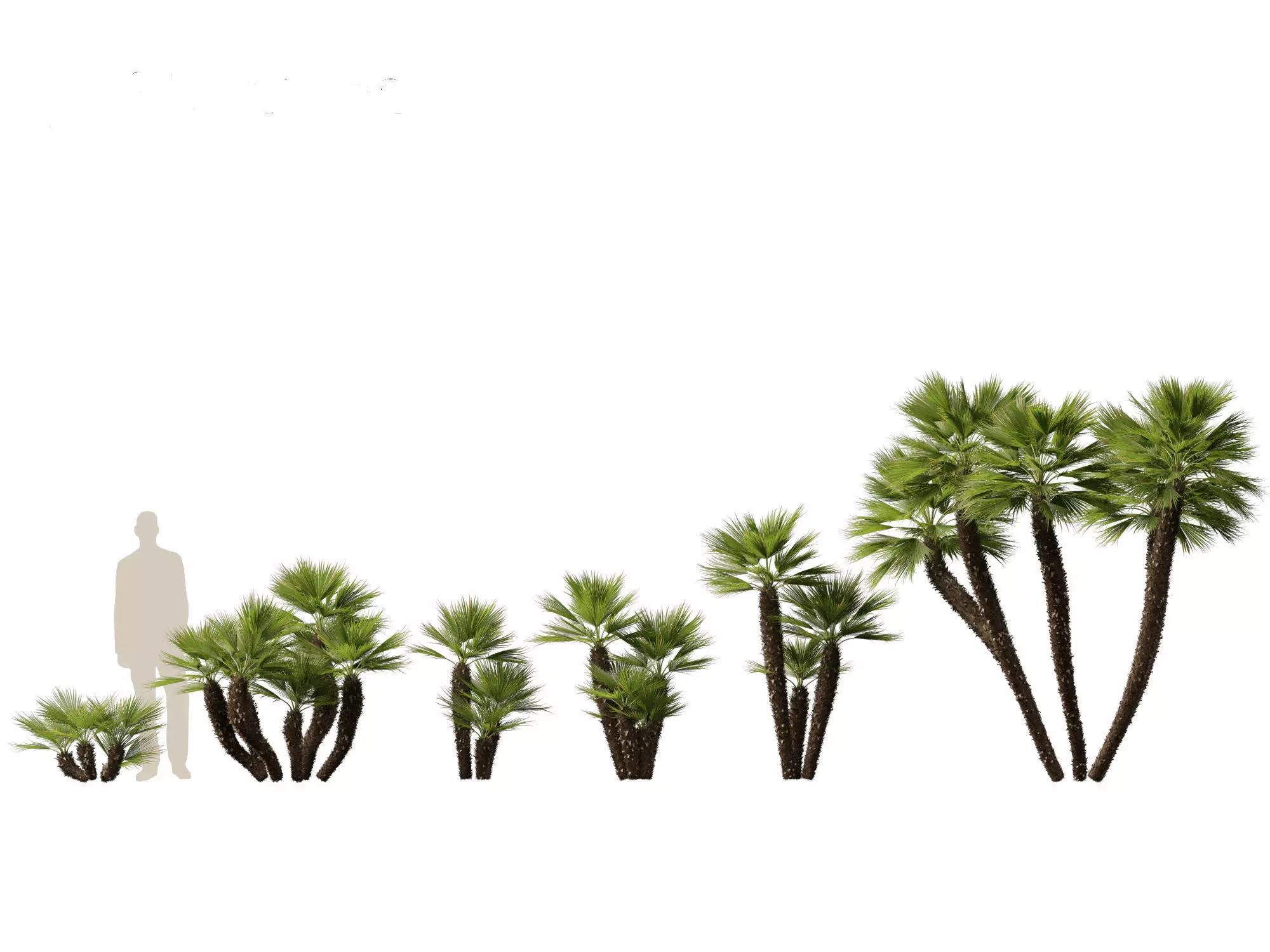 Chamaerops humilis - Mediterranean fan palm 03 3D model_0