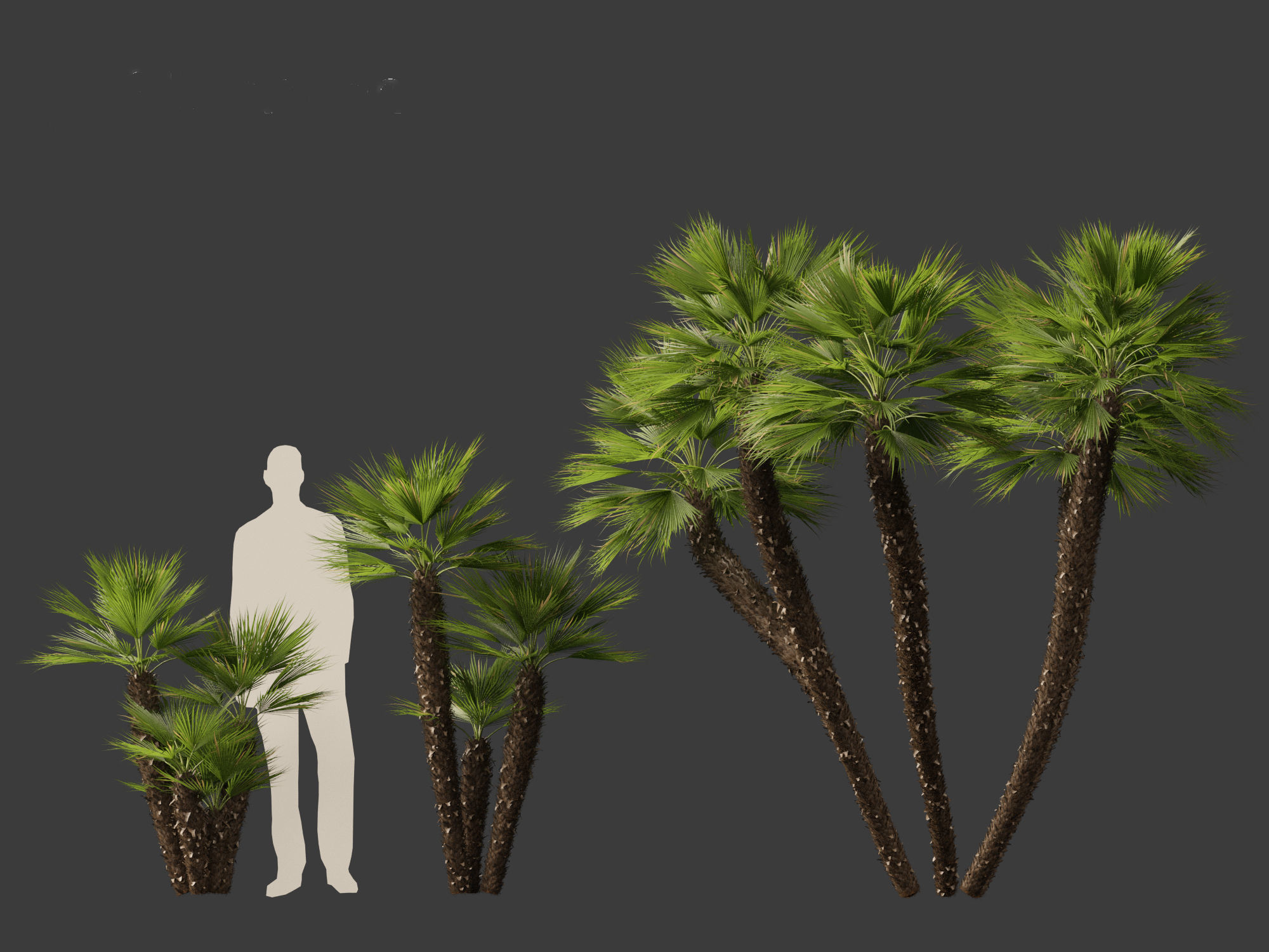 Chamaerops humilis - Mediterranean fan palm 03 3D model_5