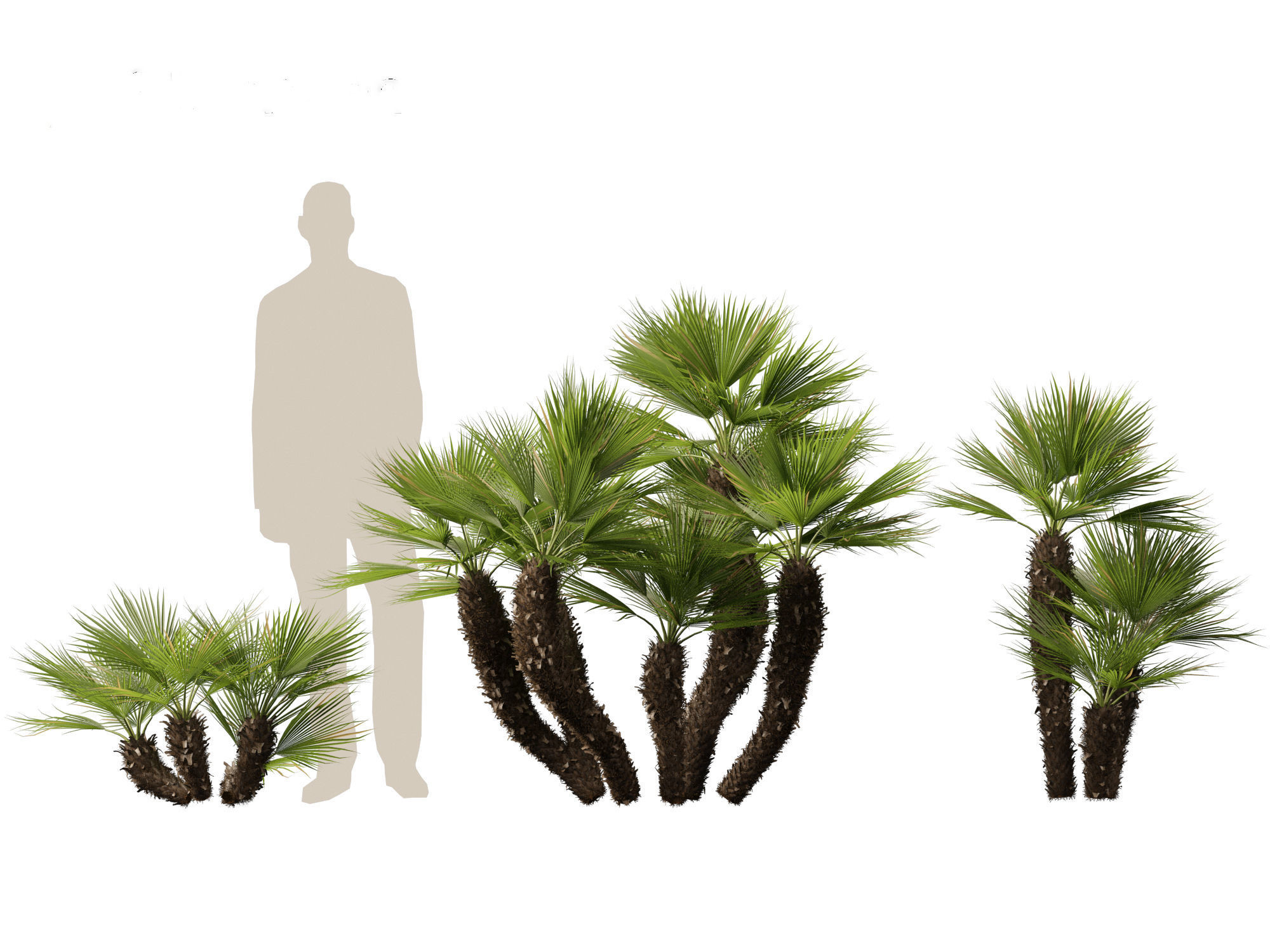 Chamaerops humilis - Mediterranean fan palm 03 3D model_2