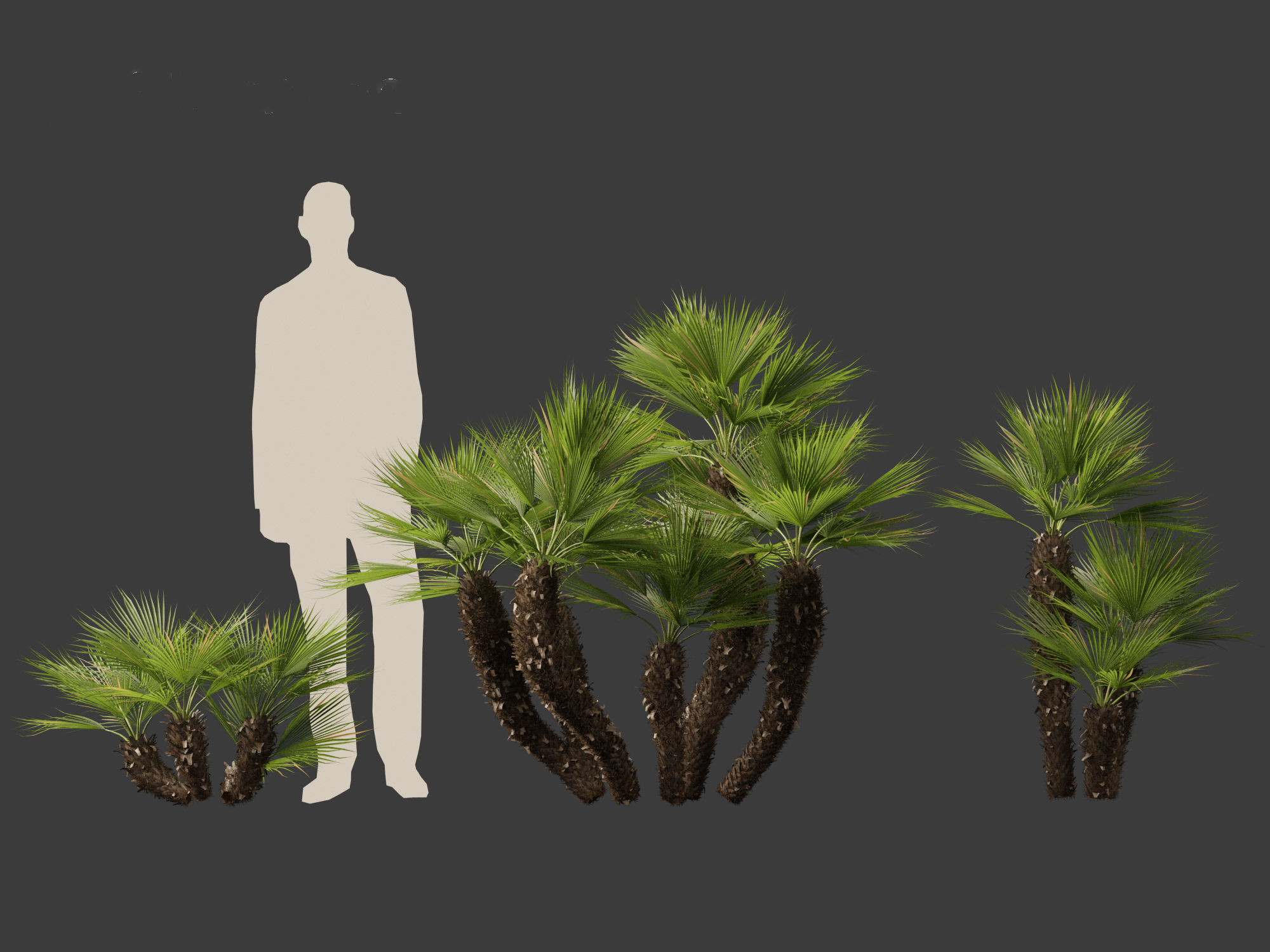 Chamaerops humilis - Mediterranean fan palm 03 3D model_3