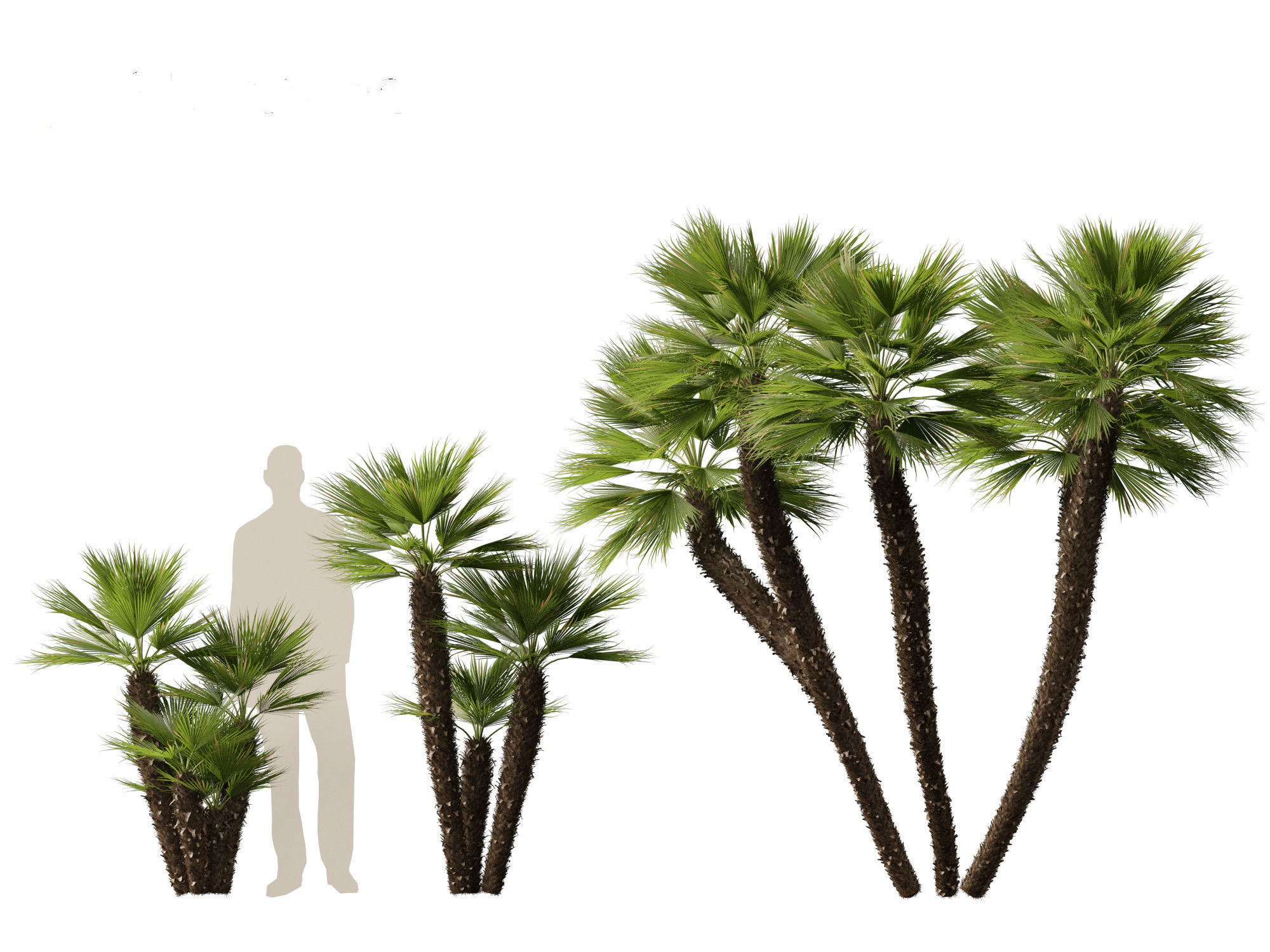 Chamaerops humilis - Mediterranean fan palm 03 3D model_4
