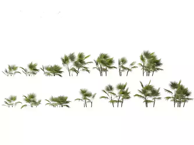 Chuniophoenix hainanensis - Hainan fan palm 01