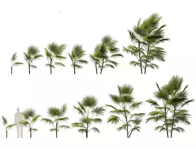 Chuniophoenix hainanensis - Hainan fan palm 02
