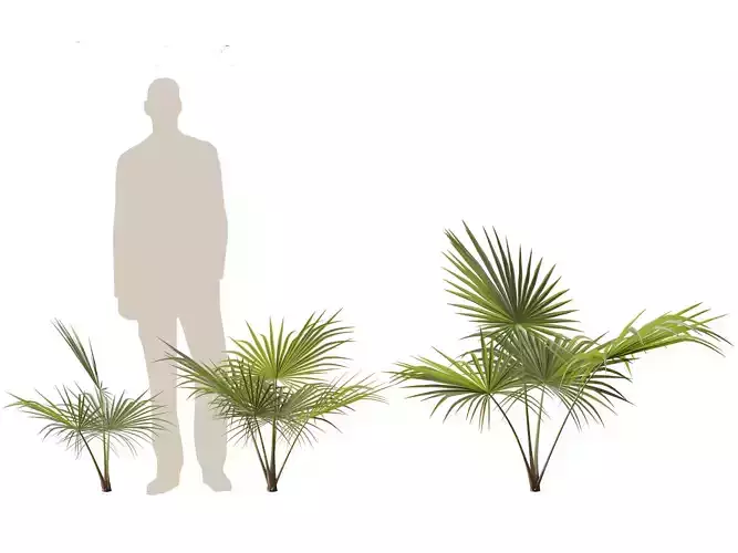 Chuniophoenix hainanensis - Hainan fan palm 03