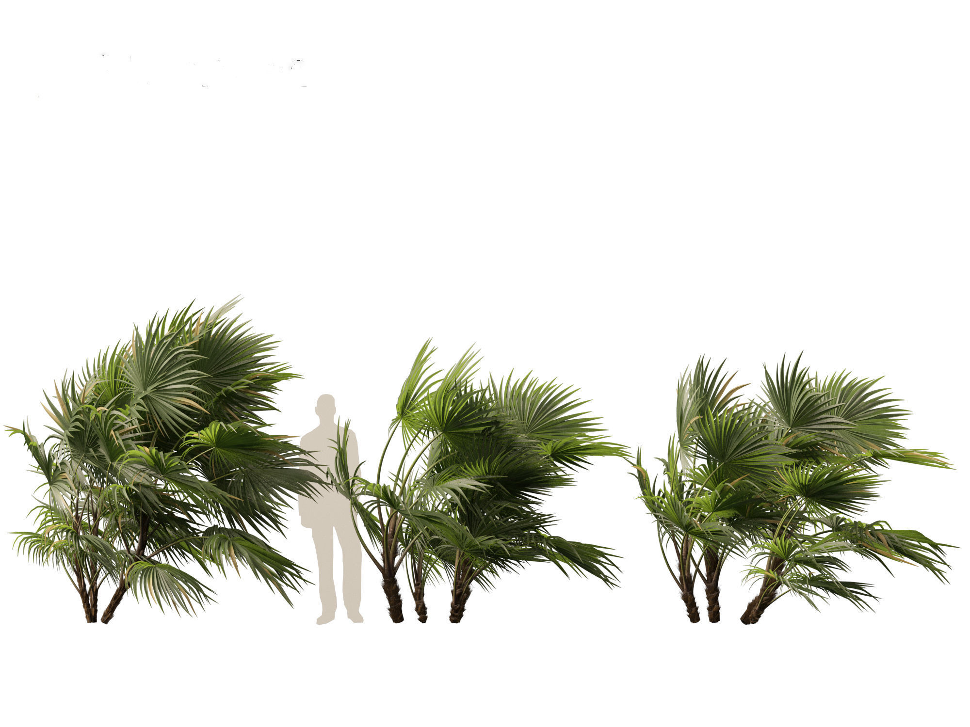 Chuniophoenix hainanensis - Hainan fan palm 04 3D model_10