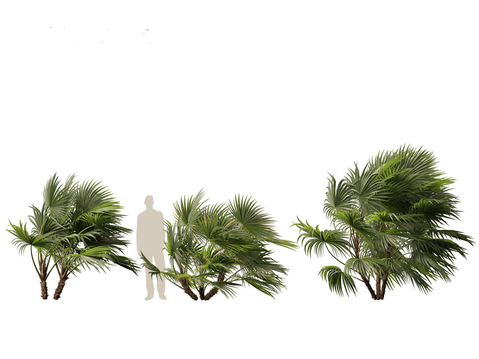 Chuniophoenix hainanensis - Hainan fan palm 04 3D model_8