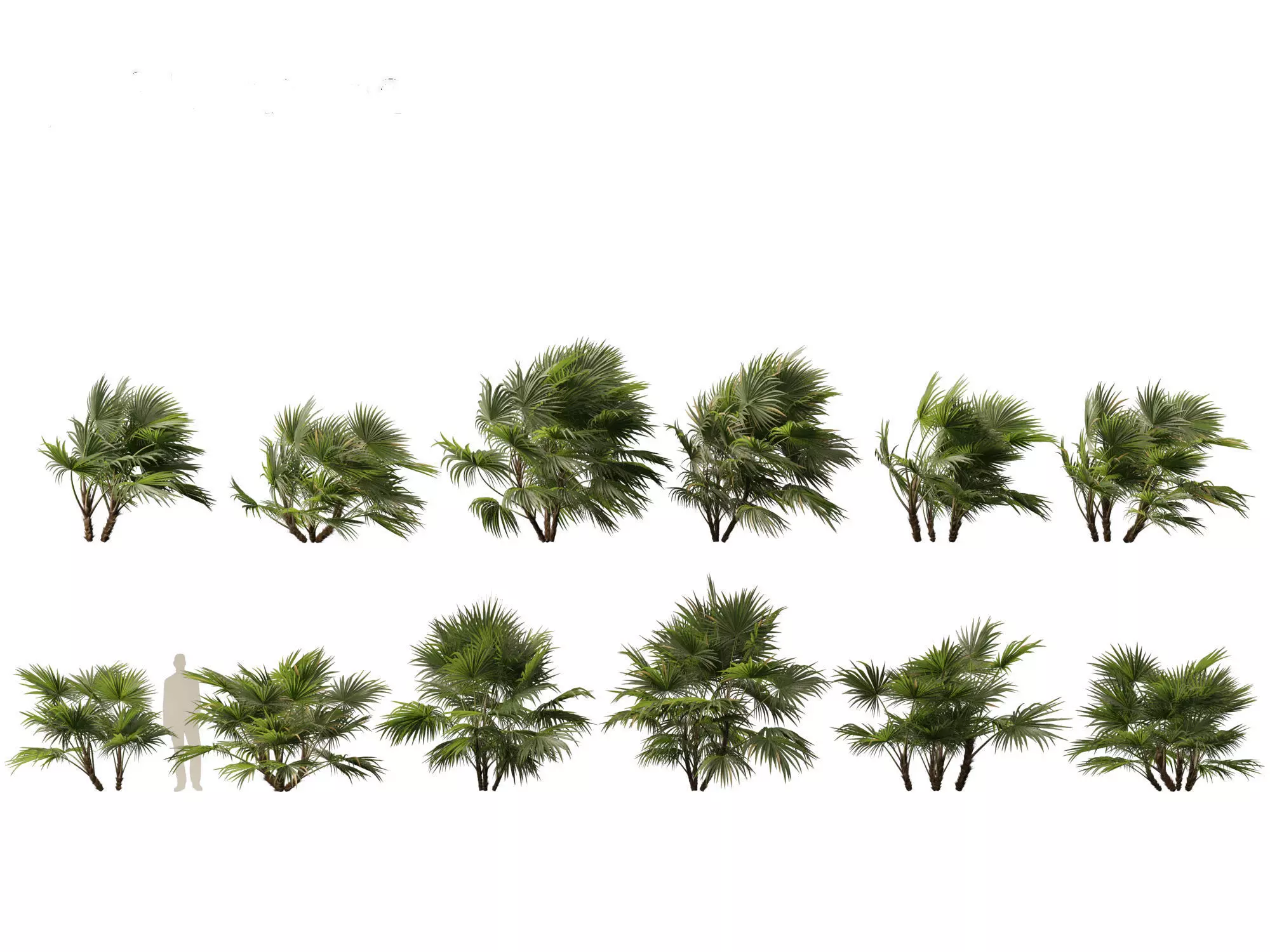 Chuniophoenix hainanensis - Hainan fan palm 04 3D model_0